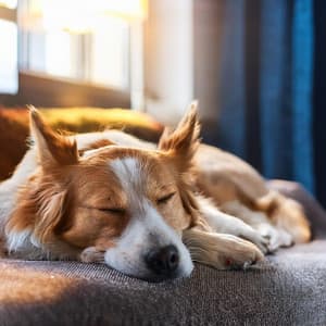 Melodías De Lofi Tranquilas Para Aliviar El Estrés De Los Perros - Hip-Hop Lofi Chill