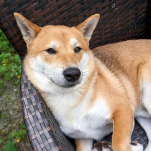 Blissful Woofs: Chill Harmony for Contented Dogs - Ambient Music Bliss