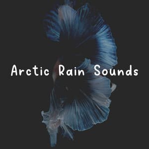 Arctic Rain Sounds - 24H Rain Sounds