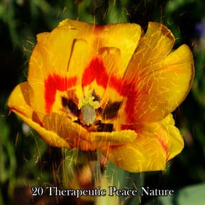 20 Therapeutic Peace Nature - Sleep Songs with Nature Sounds