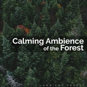 Calming Ambience of the Forest - Ambient Forest