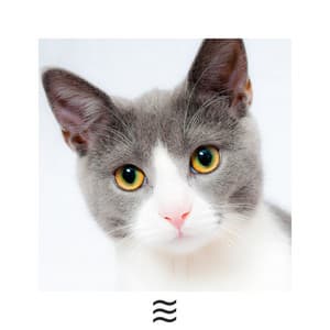 Natural Raining Music for Cats - Music for Cats Deluxe