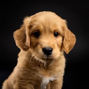 Sonidos Suaves Para El Descanso Nocturno De Los Perros - Sonidos de ducha