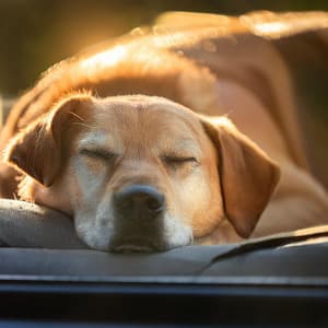 Tonos Suaves Para Perros: Pacíficos Y Calmantes - Las Islas Doradas