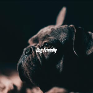 Dog Friendly - Summer Jazz Relax