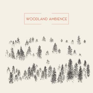 Woodland Ambience: Forest Sounds - Forest Hills Music Universe