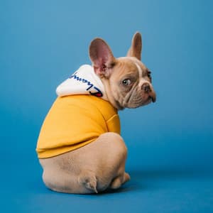 Puppy Love: Piano for Dogs - Dog Beats