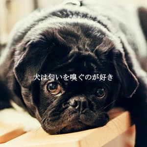 犬は匂いを嗅ぐのが好き - Soft Music Playlisted
