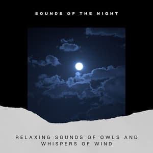 Relaxing Sounds of Owls and Whispers of Wind - Sounds of the Night