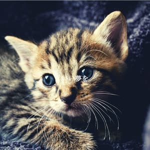 いい夢を - Cafe Restaurant Music