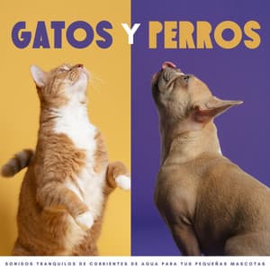 Gatos Y Perros: Sonidos Tranquilos De Corrientes De Agua Para Tus Pequeñas Mascotas - Calma Música para Perros