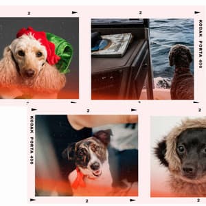 Music for Energetic Puppy - Songs for Dogs to Sleep To