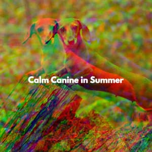 Calm Canine in Summer - Cleaning Music