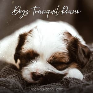Dogs Tranquil Piano - Dog Relaxation Piano