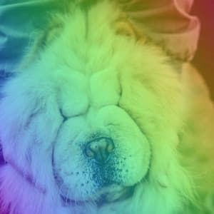 Magnificent Music for Pleased Puppies - Bossa Guitar Trio - Sleepy Dogs