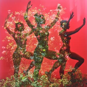 犬类天堂：揭开狗狗梦境的面纱 - Internal Yoga