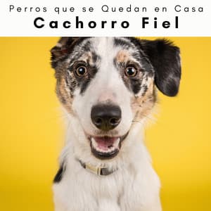 4 Patas: Cachorro Fiel - Perros que se Quedan en Casa