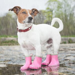 Tranquil Tailwaggers: Theta Waves, Rain - Pets Relax