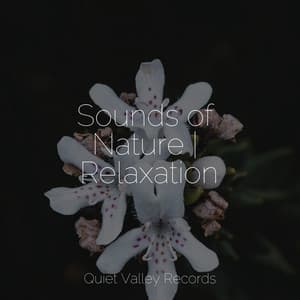 Sounds of Nature | Relaxation - Rain Hard