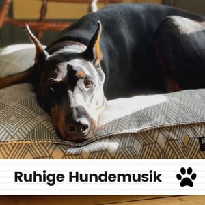 Ruhige Hundemusik - Hundemusik
