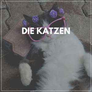 Die Katzen - Katzenmusik
