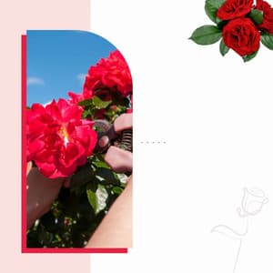 Music for Smooth Downtime - Serene Trumpet and Alto Sax - Cleaning Music Play List