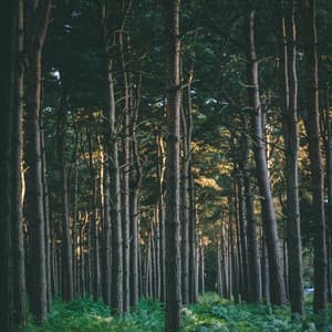 50 New Age Sounds for Deep Meditation - Saludo al Sol Sonido Relajante