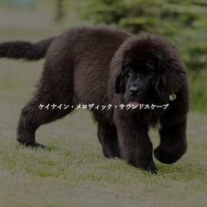 ケイナイン・メロディック・サウンドスケープ - Morning Coffee Playlist