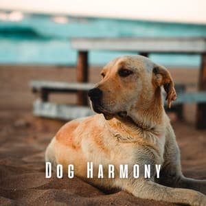 Dog Harmony: Binaural Rain with Theta Waves for Peaceful Pups - Rain Meditation