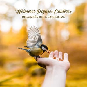 Hermosos Pájaros Cantores: Relajación de la Naturaleza - Sonidos Asombrosos para Descanso, Dormir, Calma, Meditación, Terapia Zen - Zona de Relajación del Cielo