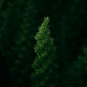 100 Waves: Beyond Nature's Veil - Nature Sound Collection