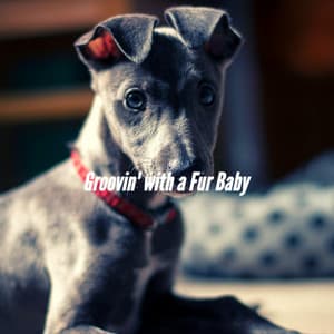 Groovin' with a Fur Baby - Dog Chill Out Music