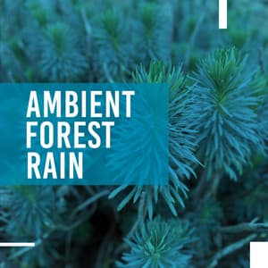 Ambient Forest Rain - Sounds for Life