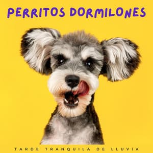Perritos Dormilones: Tarde Tranquila De Lluvia - Lluvia - Lluvia de primavera