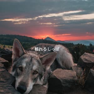 揺れるしっぽ - Bossa Cafe Deluxe