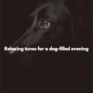 Relaxing tunes for a dog-filled evening - Música de Lujo para Bares
