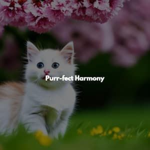 Purr-fect Harmony - Soft Background Music