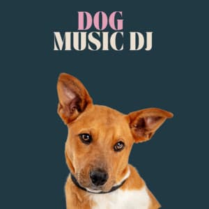 Whisker Wonderland - Dog Music DJ