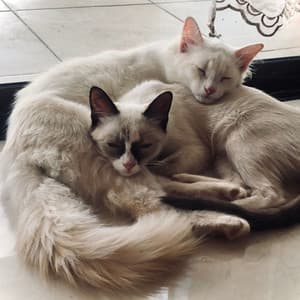 Raindrop Cuddle with Piano in Cat Serenity - Sounds of Nature Noise