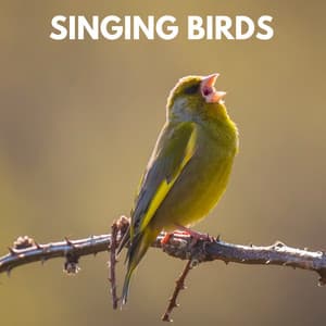 Singing Birds - KPR Sounds