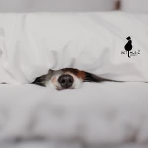 Reduce Barking and Ease Dog Anxiety - Pet Music Academy