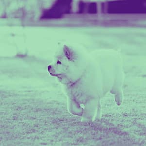 Piano Jazz Duo - Relaxing Dog Music Classics