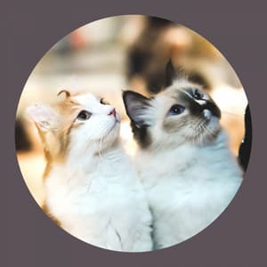 Outstanding Background for Afternoon Cats - Calm Music for Cats