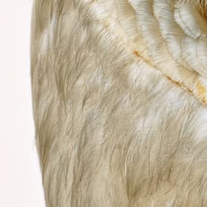 365 Complete Works 21 - Aidan O'Rourke