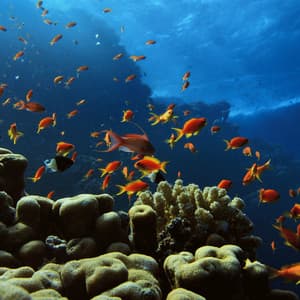 Waves of Pet Serenity: Oceanic Comfort - Calm Pets Music Academy