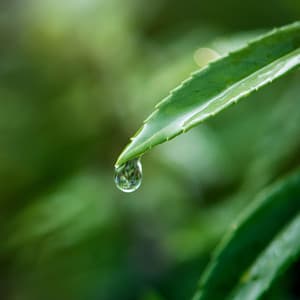 Ein Hauch wohltuender Natur - Sonja Ruhige