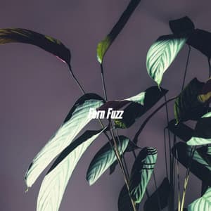 Fern Fuzz - Trabajar desde Casa