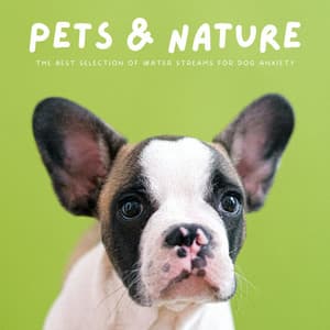Pets & Nature: The Best Selection Of Water Streams For Dog Anxiety - Dog Relaxing Zone