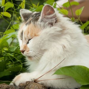 Feline Catnap: Piano Rain's Harmonic Purrs - Music for Kittens