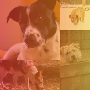 Unique Music for Calming Puppy - No Drums Jazz - Dog Relax